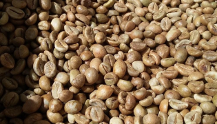 Robusta Commercial